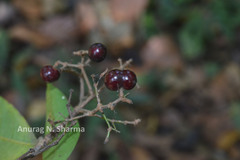 Ixora nigricans